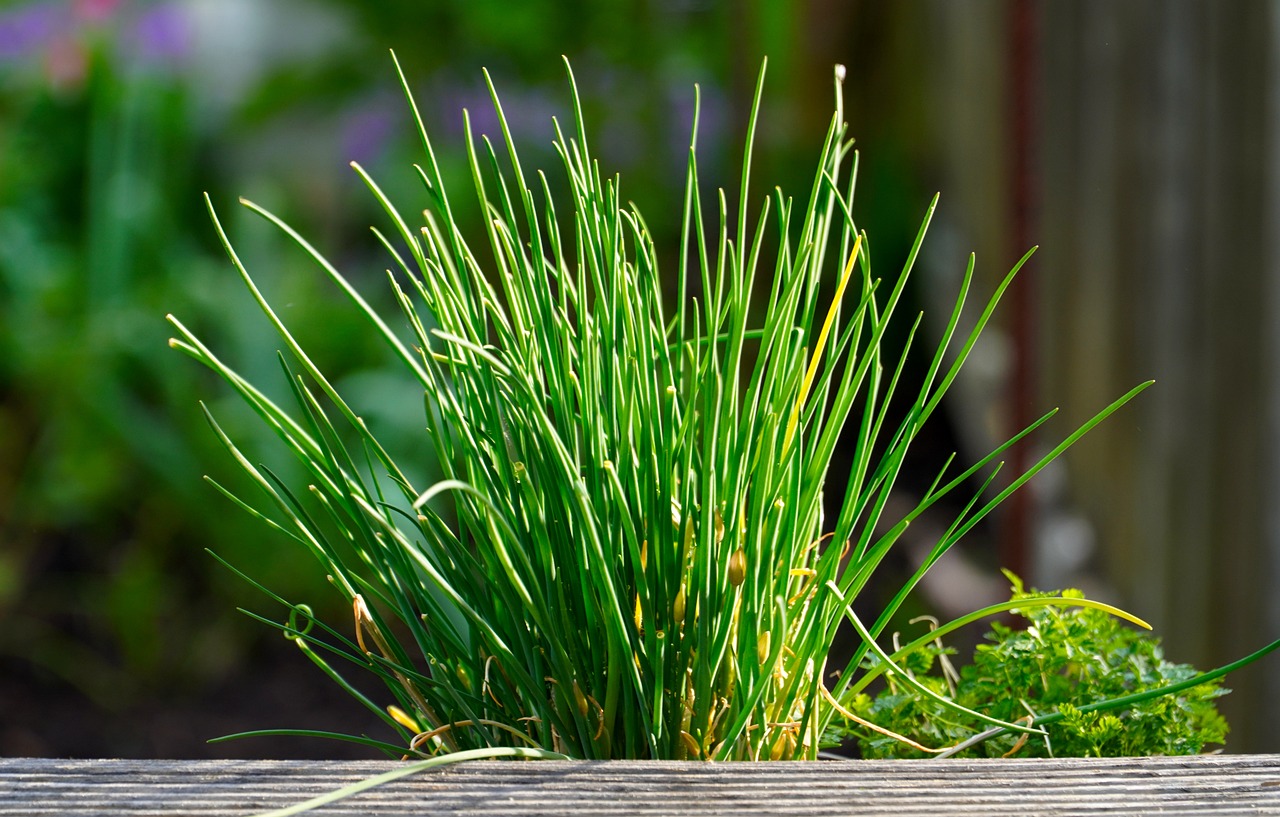 Bouquet Fraîcheur - Jardinière pour Salades – Image 4