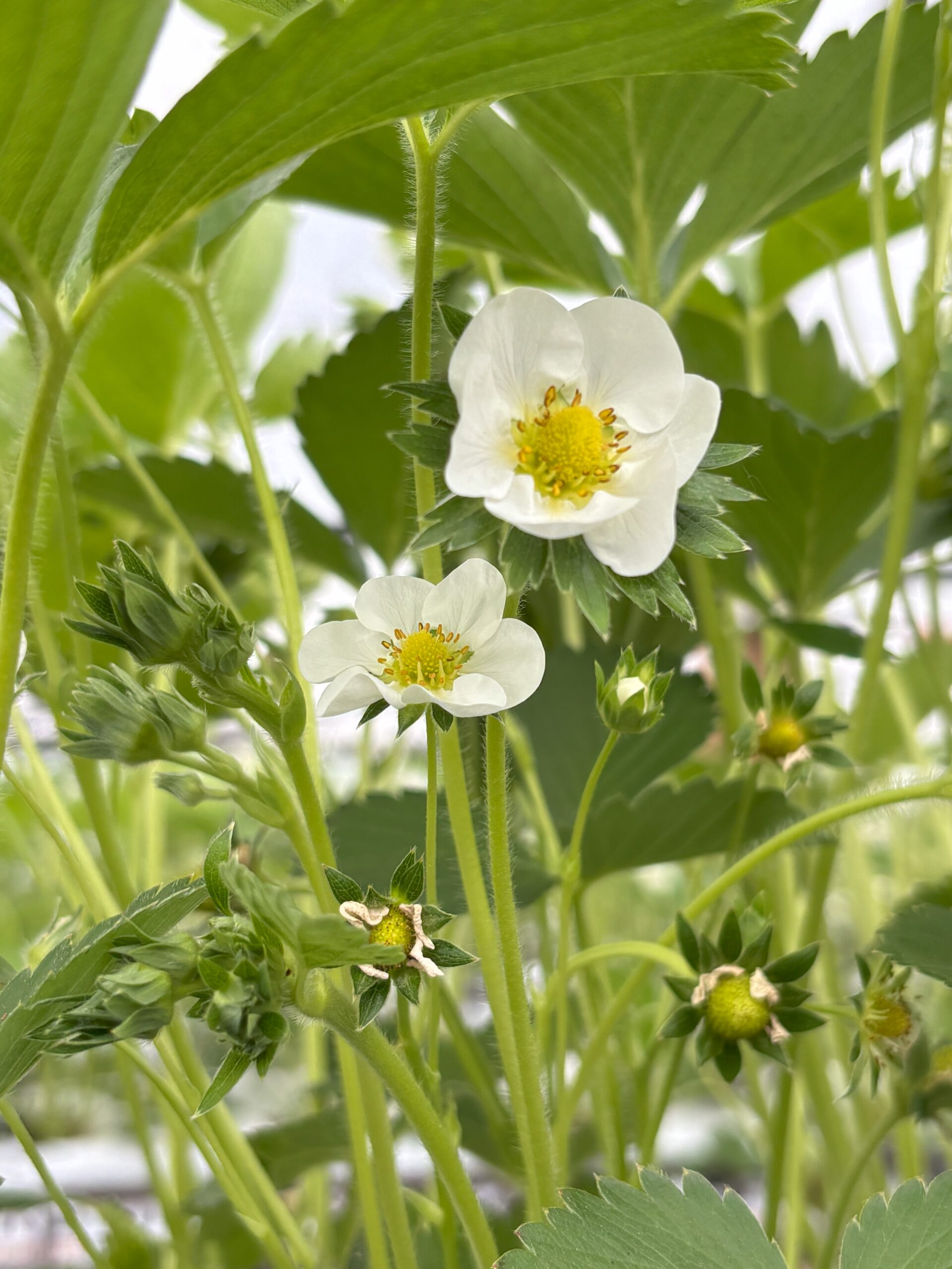 Jardin des Délices - Jardinière Fraises et Basilic – Image 3