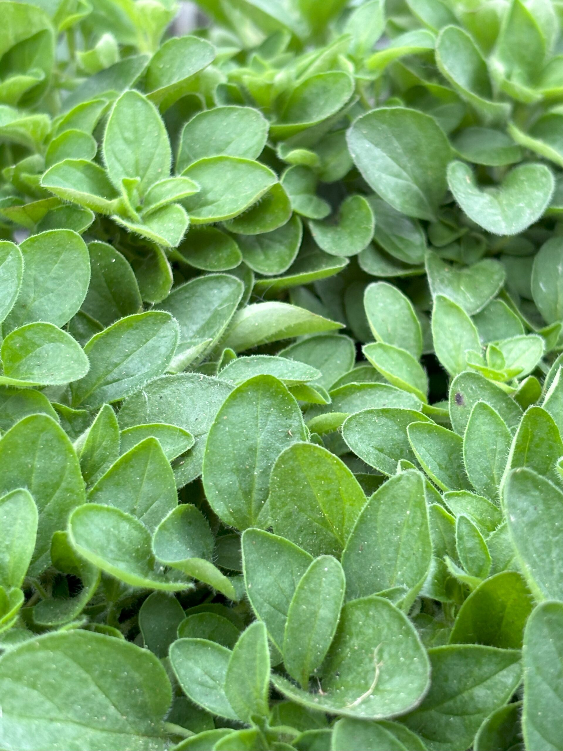 Jardinière Grillade Gourmet - Herbes pour Barbecue – Image 3