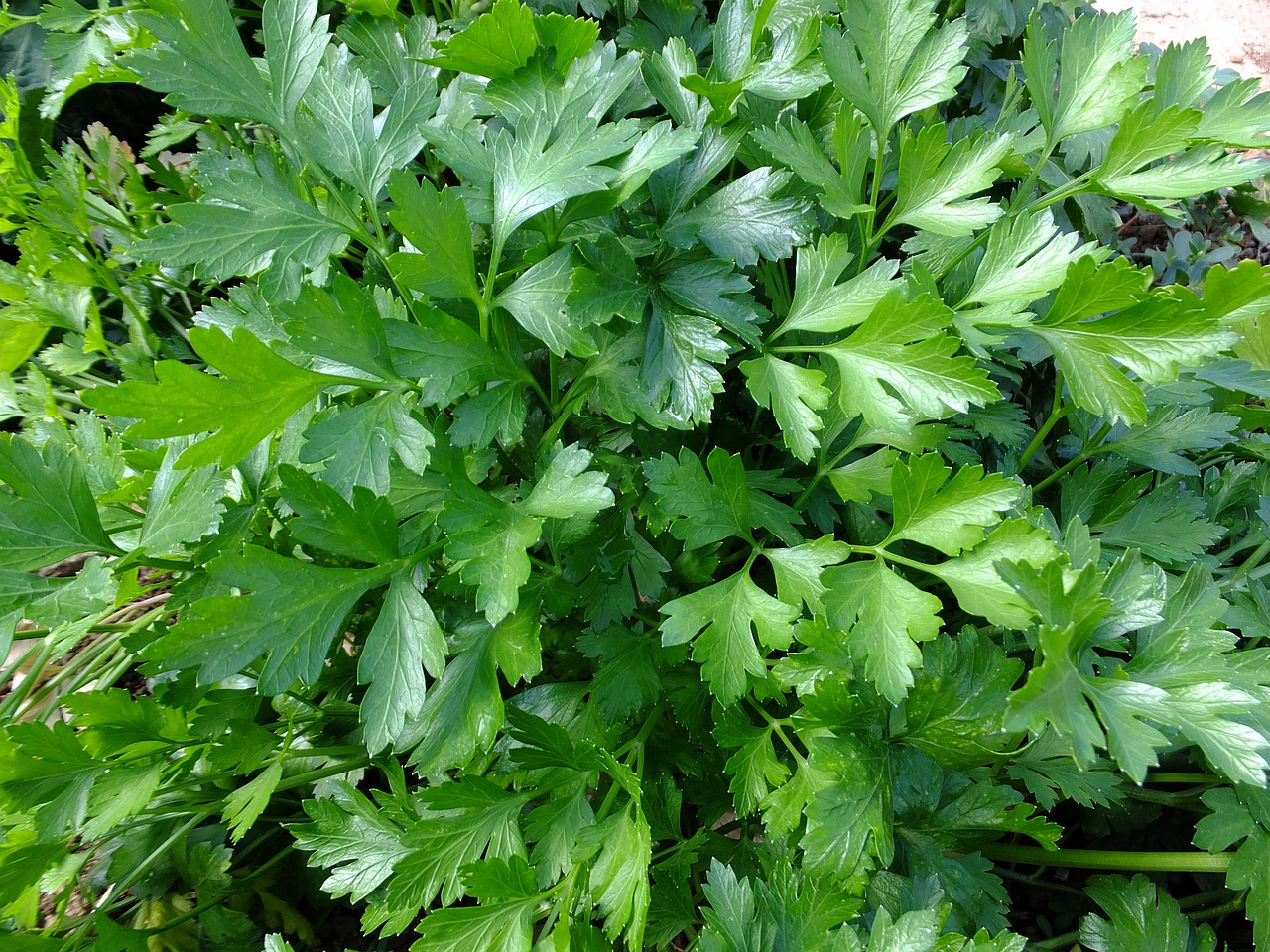 Bouquet Fraîcheur - Jardinière pour Salades – Image 3