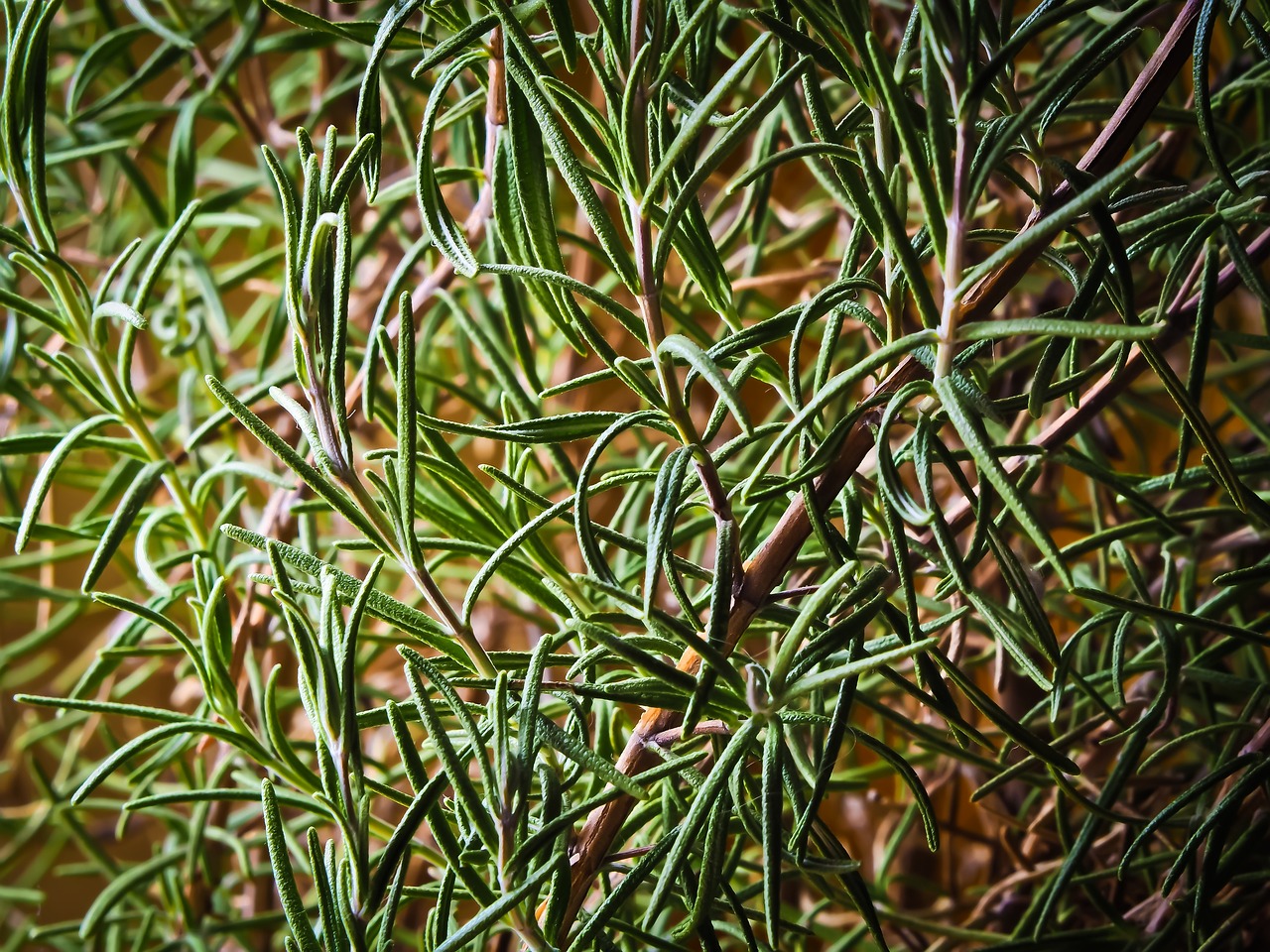 Jardinière Grillade Gourmet - Herbes pour Barbecue – Image 5