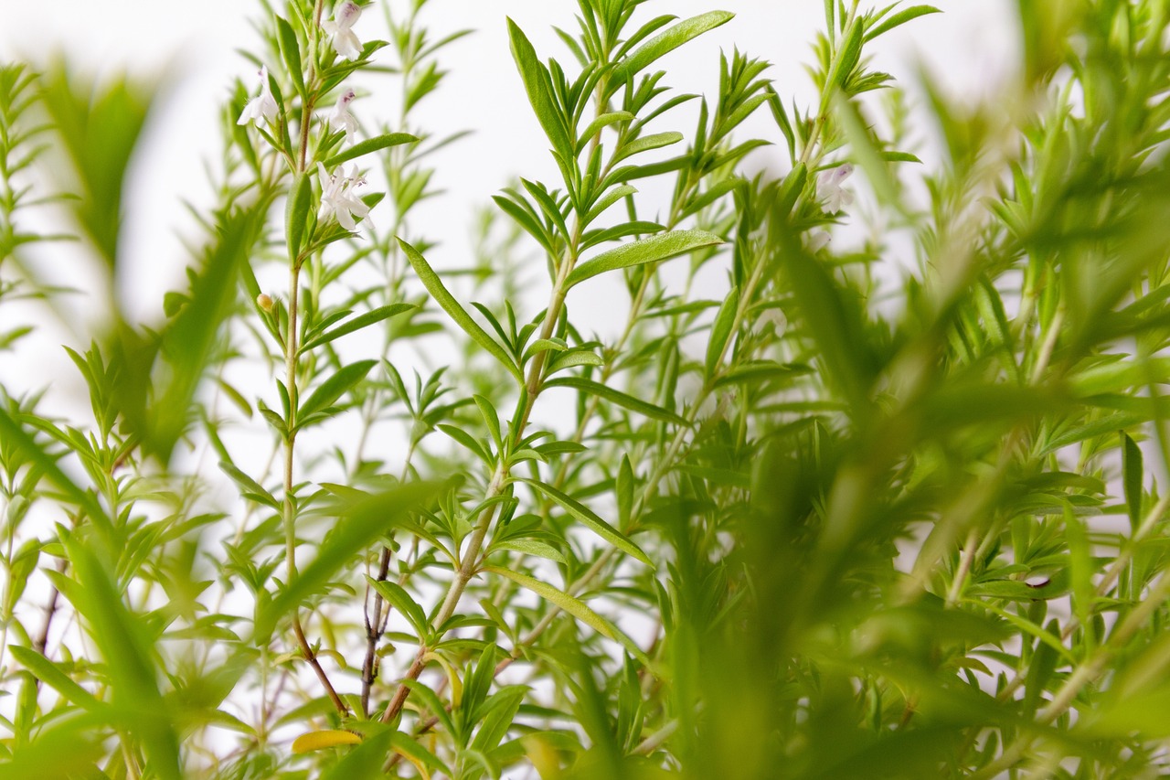 Jardinière Grillade Gourmet - Herbes pour Barbecue – Image 2