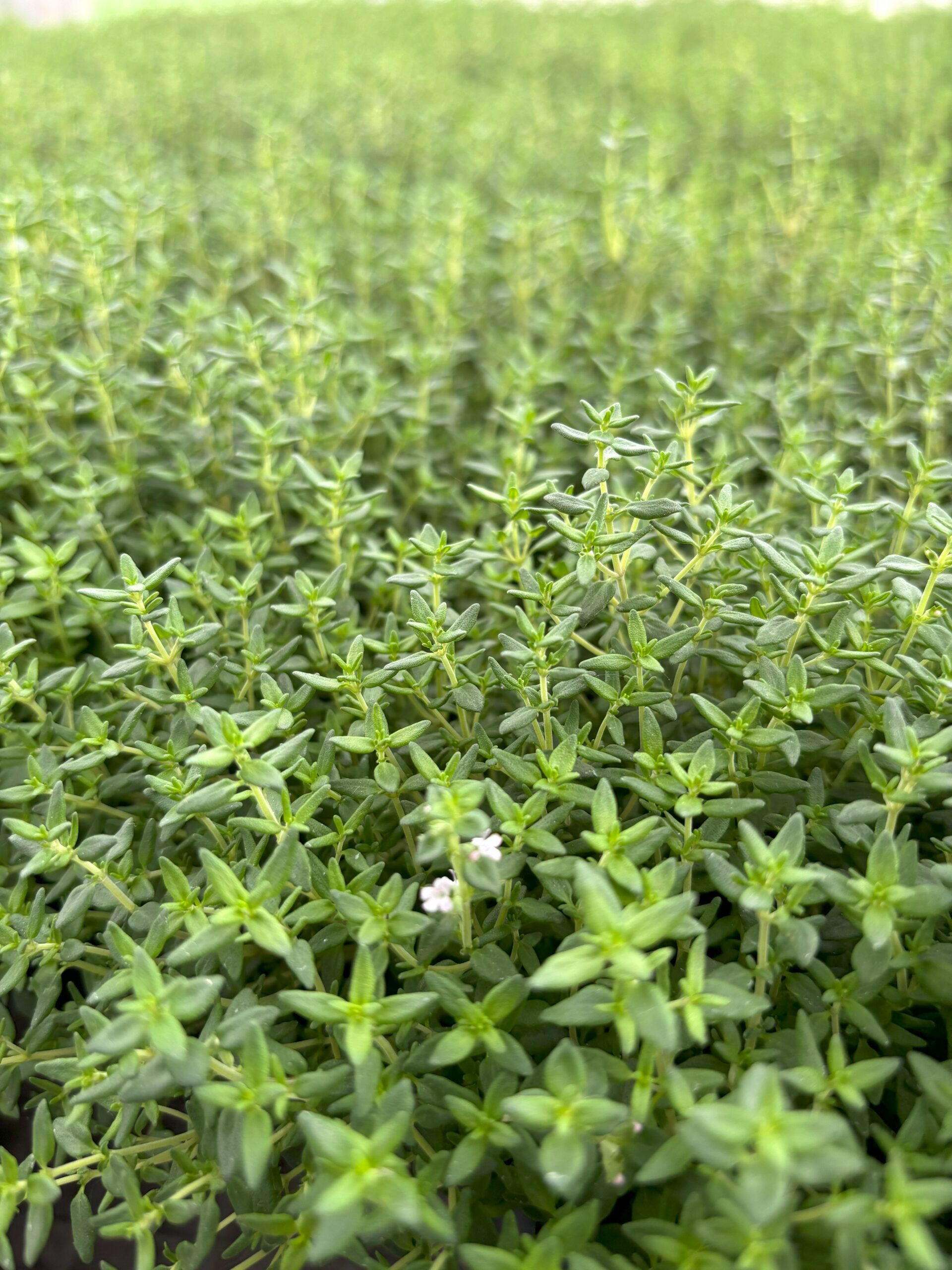 Jardinière Grillade Gourmet - Herbes pour Barbecue – Image 4