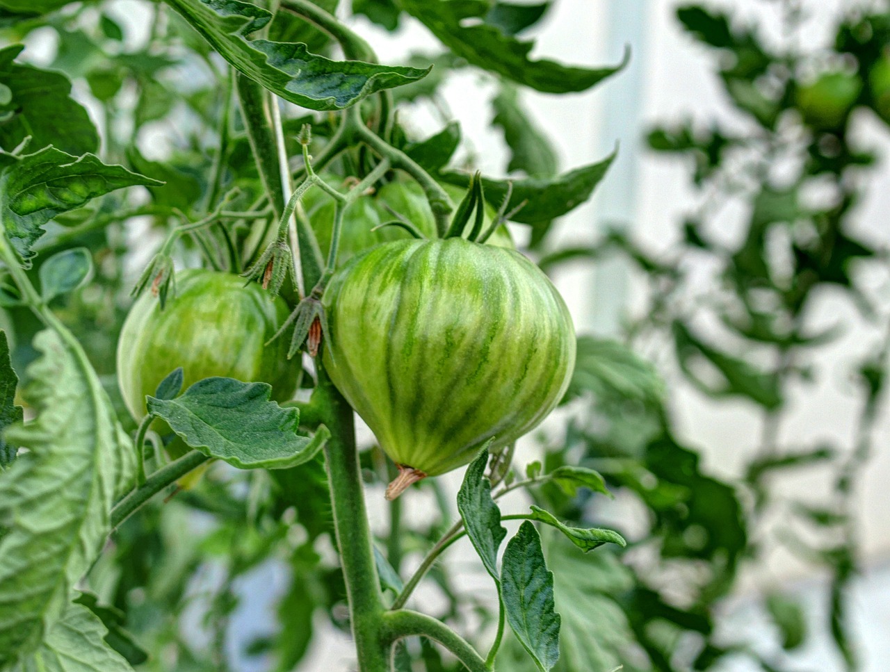 La Maxi Rouge - Pot de Tomates Cœur de Bœuf