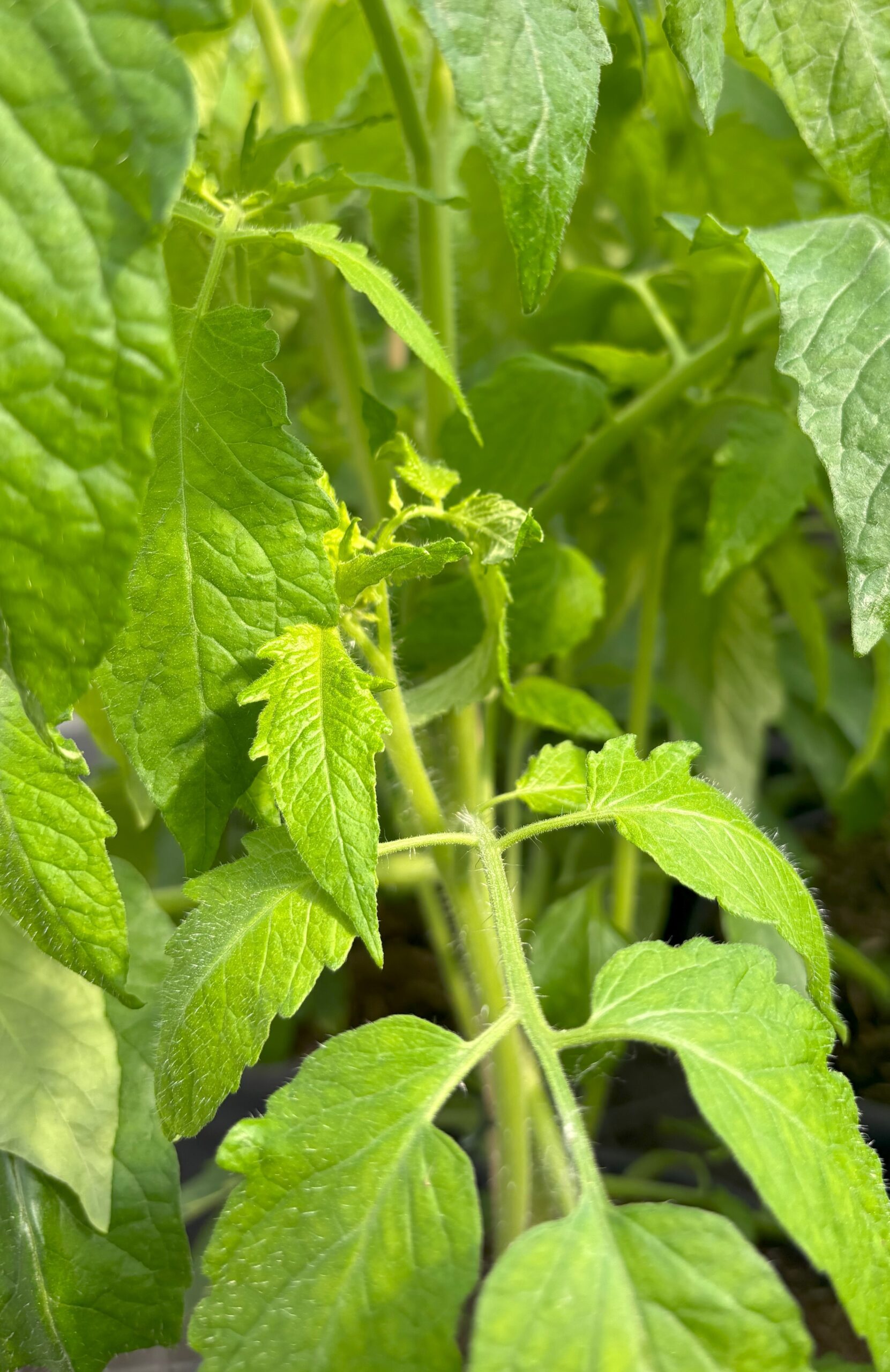 La Maxi Rouge - Pot de Tomates Cœur de Bœuf – Image 2