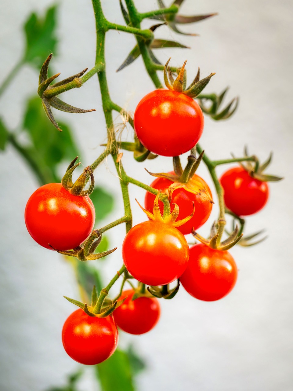 La Mini Rouge - Pot de Tomates Cerise