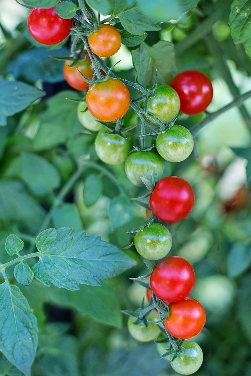 La Mini Rouge - Pot de Tomates Cerise – Image 4