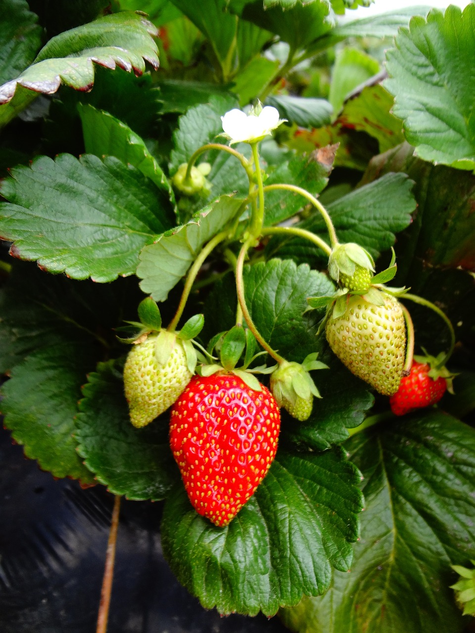 Jardin des Délices - Jardinière Fraises et Basilic