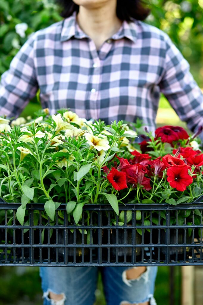 Florist hold box full of petunia flowers.