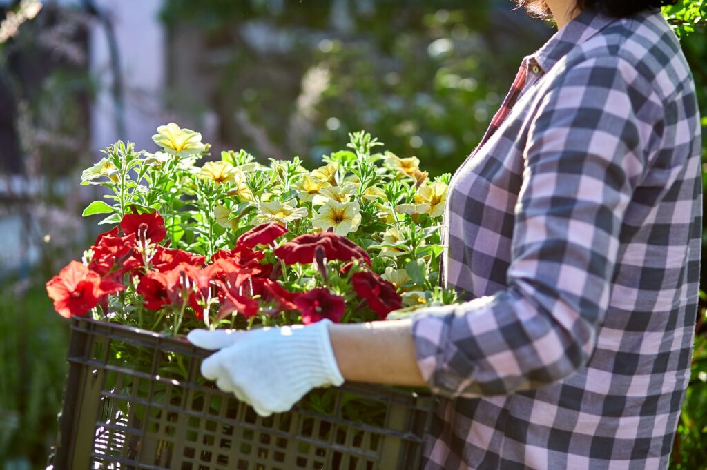 Florist hold box full of petunia flowers.